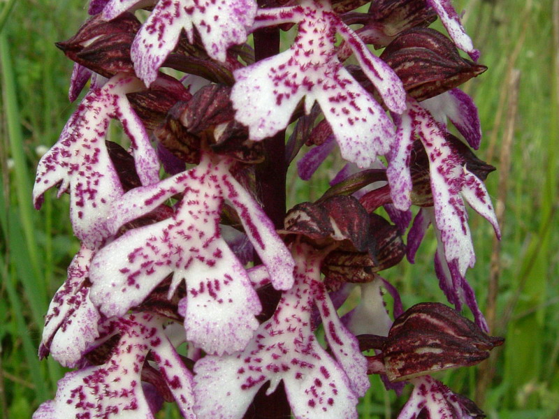 Purpurea a
